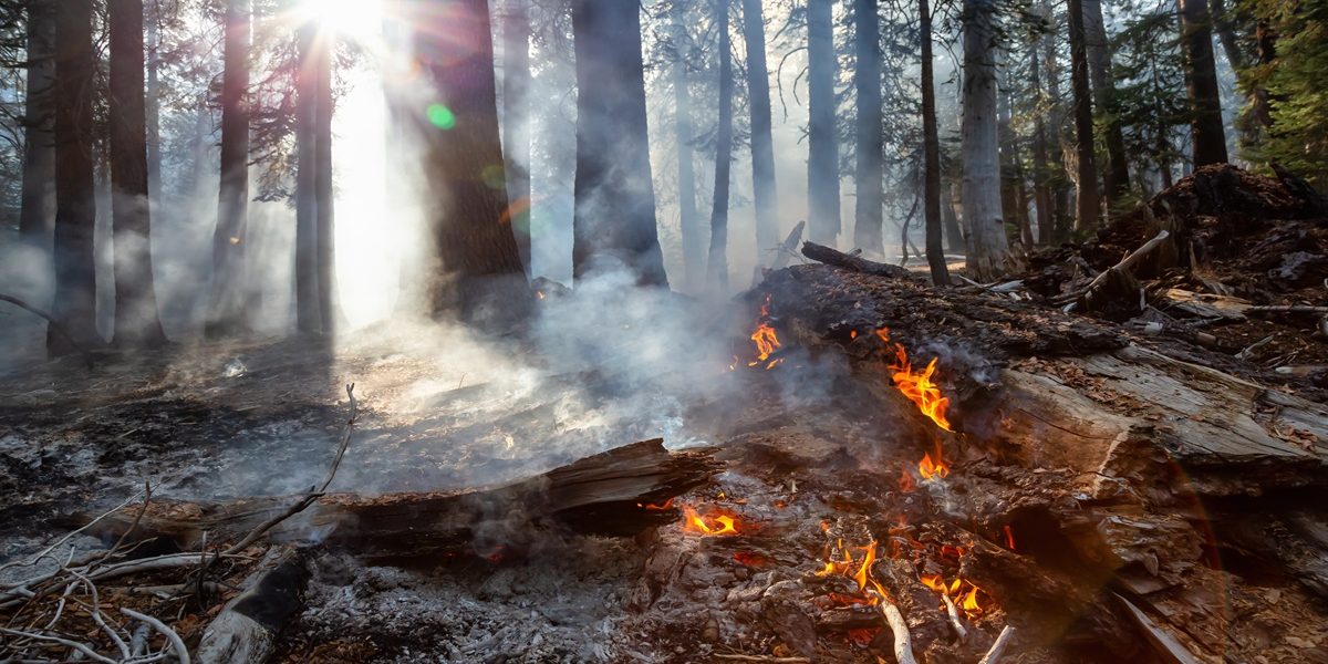 Mochilas extintoras e o combate a incêndios florestais